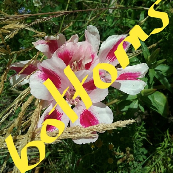 Bottoms - Picture 1 of 1